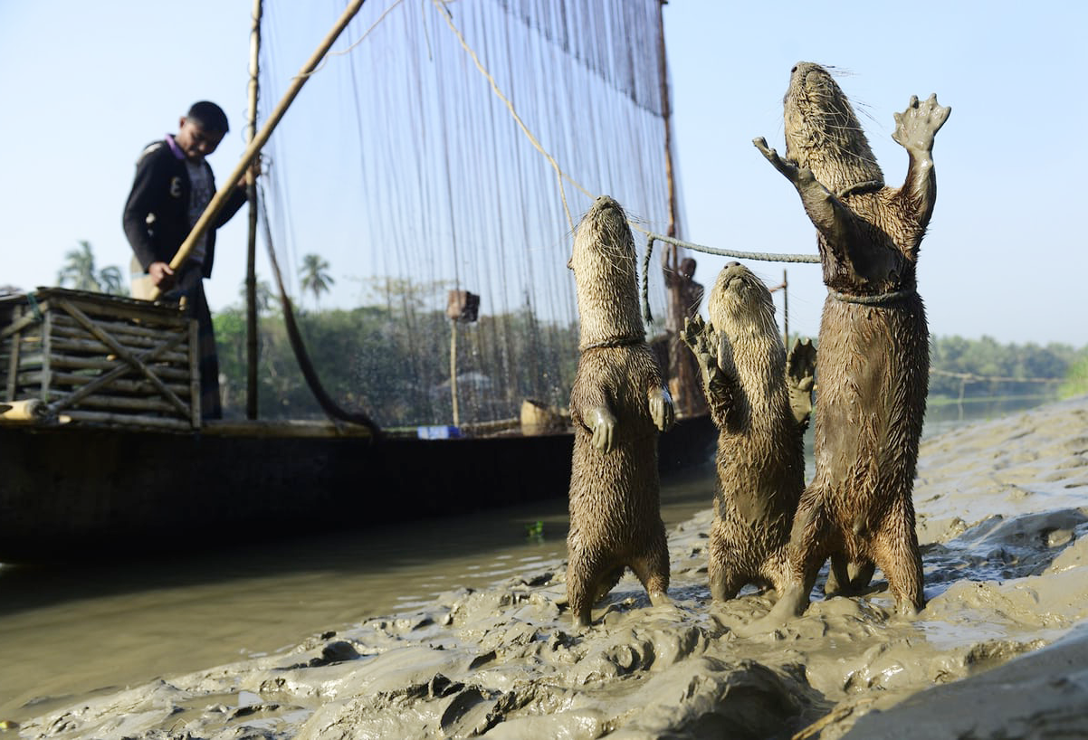 Read more about the article Otter Fishing and Sundarbans Special Tour